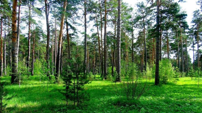 Forest - reducing energy consumption and carbon emissions - The Student Energy Project | PBSA News Forest - reducing energy consumption and carbon emissions - The Student Energy Project | PBSA News